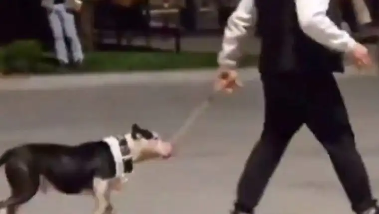 Ağızlıksız Pitbull, Diğer Köpekleri Saldırdı: Sahibi Para Cezası Aldı