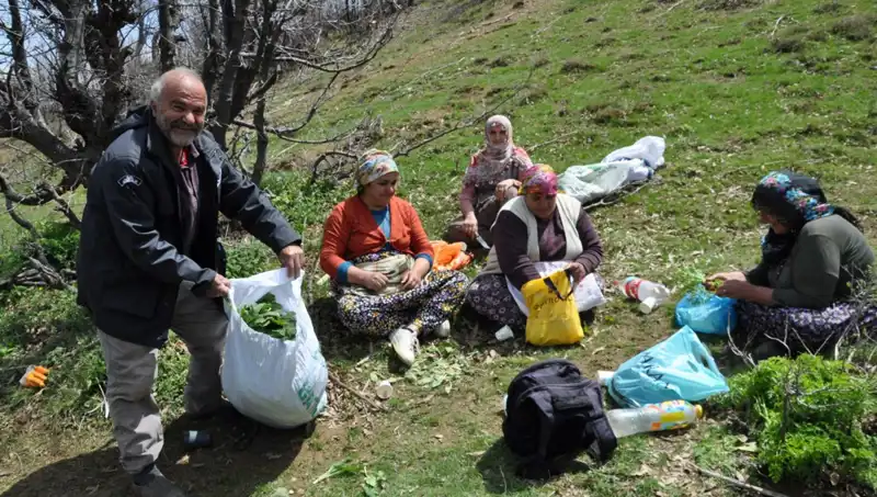 Yüzlerce Ailenin Geçim Kaynağı: Kilosu 250 Lira Olan Doğal Ürün İçin 5 Saat Yürüyüş