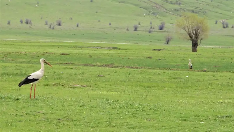 Leylekler Muş Ovası’na Dohuruşuyla Baharın Gelişi Müjdeleniyor
