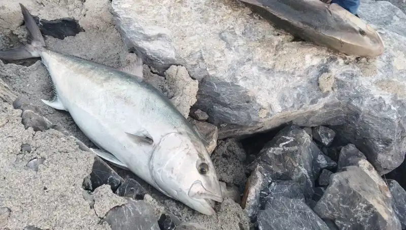 Oltayla Yakalanan 65 Kilo Balık, 18 Bin TL’ye Satıldı