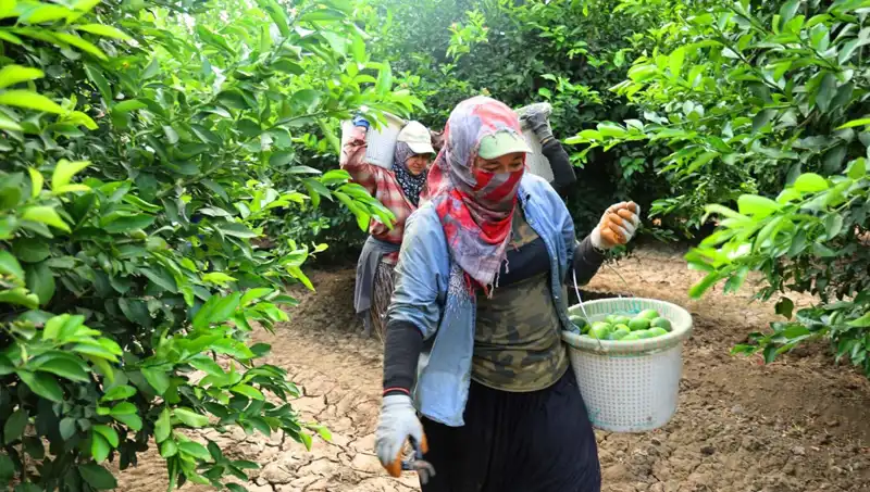 Markette Patatesin Kilosu 150 Lirayı Aştı, Ama Umut Var!