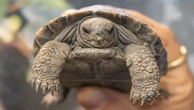 Tükenmekte Olan Kaplumbağalar, 100 Yaşında İlk Kez Ebeveyn Olmayı Başardı!