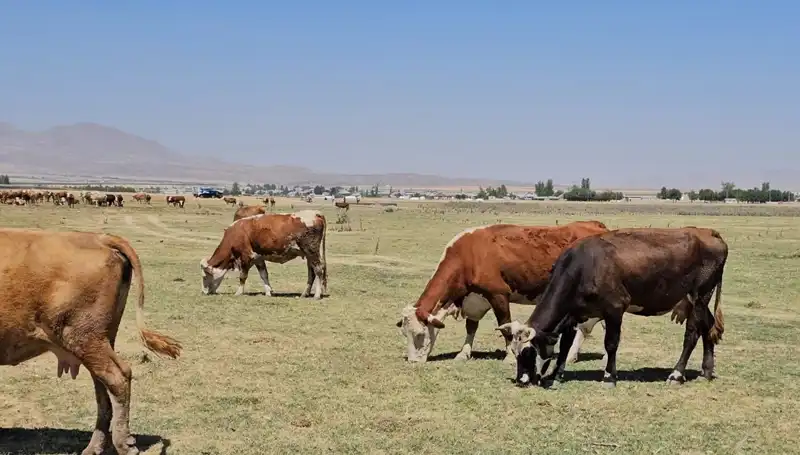 Arin Gölü'nün Kuruması: Su Krizi Kapıda mı?