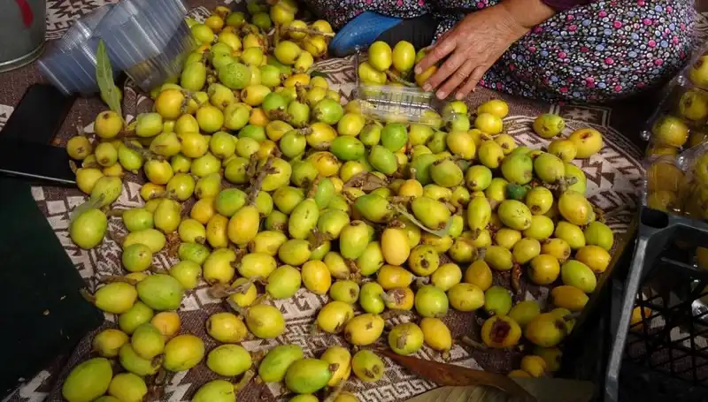Muşmula Hasadı Başladı: Pazar Yerlerinde Kilo Fiyatı 150 TL