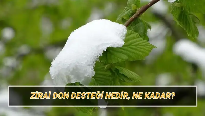 Zirai Don Destekleri: Hangi İllere Ne Kadar Yardım Yapılacak?