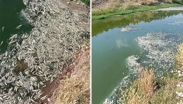 Karasu Çayı'ndaki Gizemli Balık Ölümleri: Nedenleri Araştırılıyor