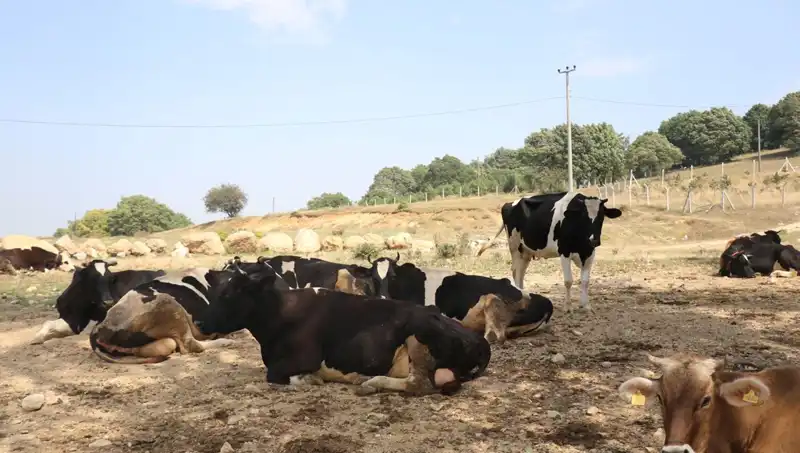 Şap Hastalığı Nedeniyle 22 Köyde Giriş-Çıkış Kısıtlaması Uygulandı