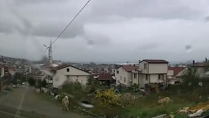 Sahipsiz Köpeklerin Saldırısı: 5 Yaşındaki Çocuk Ağır Yaralandı