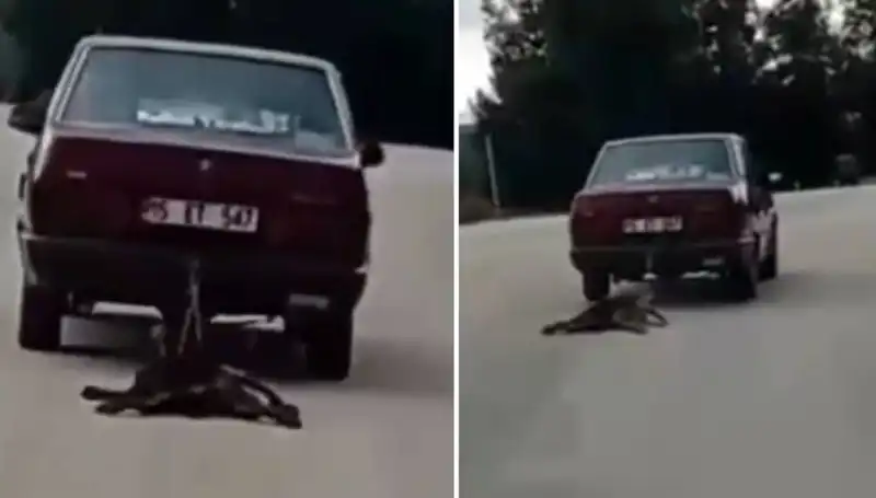 Sürücünün Dikkatsizliği Köpeği Tehlikeye Atıyor: Olay Başına Gelenler