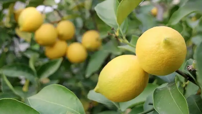 Limon Fiyatları Uçuşa Geçti: 24 Lira Olması Ne Anlama Geliyor?