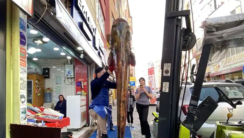 Meriç Nehri’nde 3 Metre Boyunda Dev Balık Yakalandı: Satış Fiyatı 450 Lira