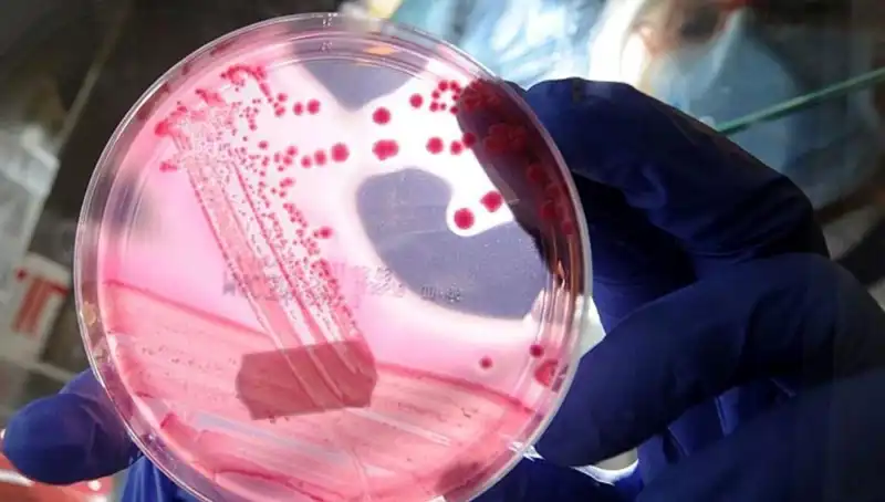 Bilim İnsanları Yaşlanmayı Unutturan AP2A1 Proteini Keşfetti