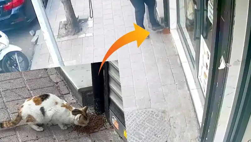 Kedilerin Mama Dağıtımında Şaşırtıcı Olay: Hızla Kaçan Sahipler!