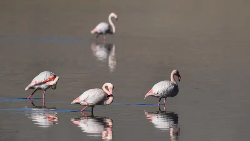 Kuraklığın Pençesindeki Kuş Cenneti: Flamingo Sayısı Neden Azaldı?