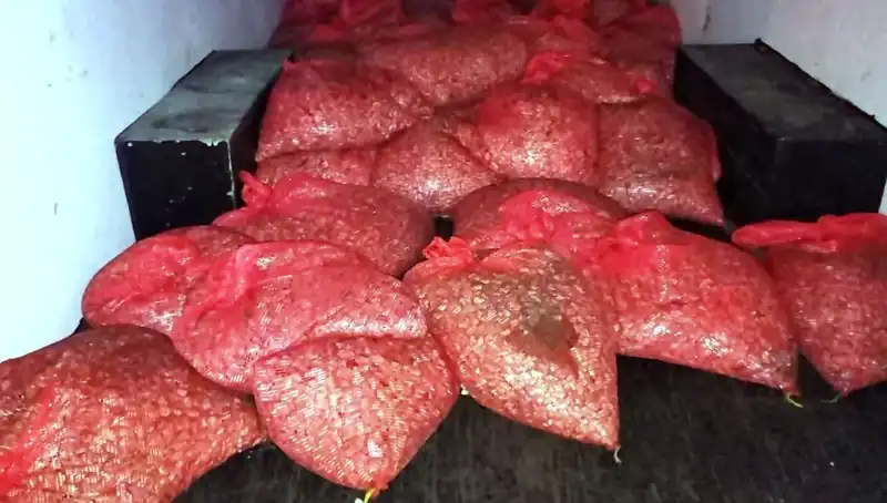 Samsun’da Şok Baskın: 1,5 Ton Kaçak Midye Ele Geçirildi!