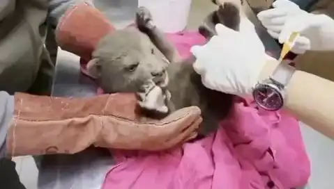 Karabük'te Doğa Harikası: Yavru Bozayı Kurtarıldı!