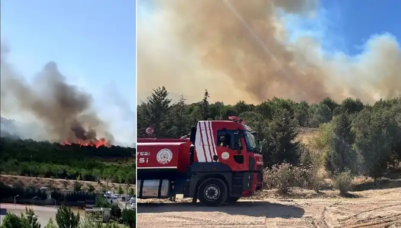 Gebze'de Korkutan Orman Yangını: Doğa ve Canlılar Tehlikede!