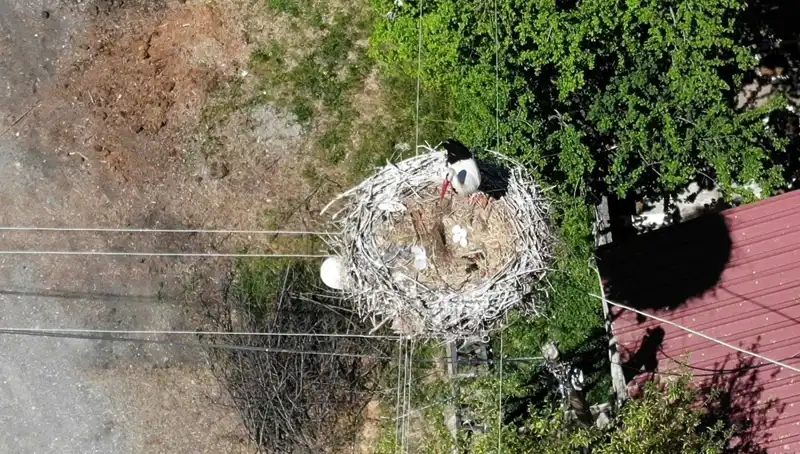 Baharın Müjdecisi Alaca Karanlık, 22 Yıl Aradan Sonra Yuvasına Dönüyor