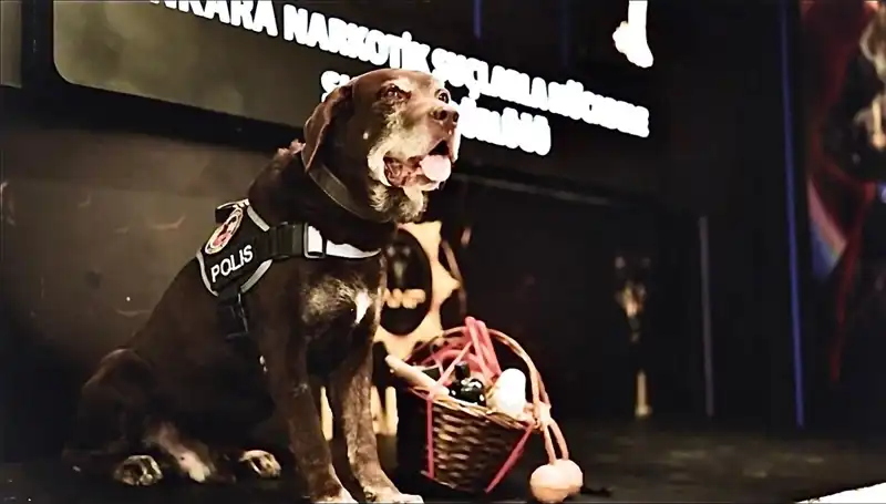 Ankara Emniyeti'nin Sadık Narkotik Köpeği 'Toma', 11 Yıl Sonra Emekli Oldu