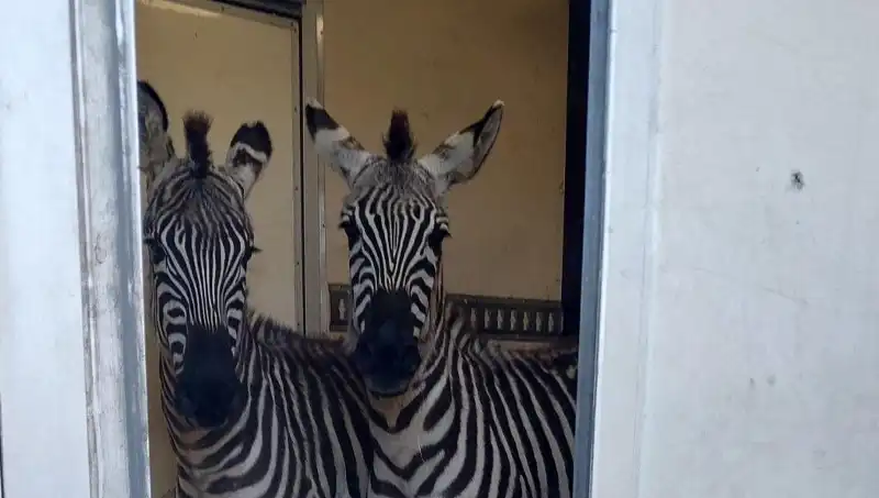 Sınır Kontrollerinde Şaşırtıcı Yakalama: Minibüs İçinde 2 Zebra ve 6 Maymun!