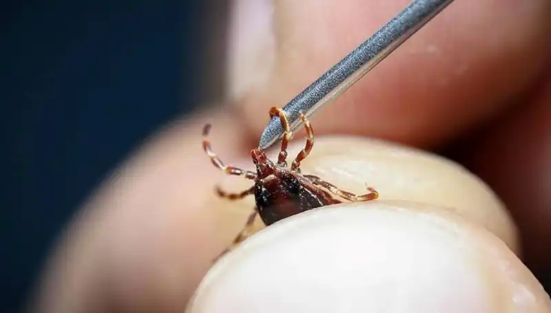 Yazın Gelmesiyle Kene Tedirginliği Artış Gösterdi, Sağlık Bakanlığı'ndan Uyarılar
