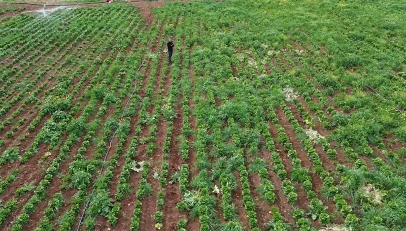 Kuraklık Marul Hasadını Nasıl Etkiledi? Çiftçiler Ne Yapacak?