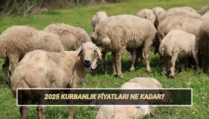 2025 Kurbanlık Fiyatları Açıklandı: Büyükbaş ve Küçükbaşta Son Durum Ne?