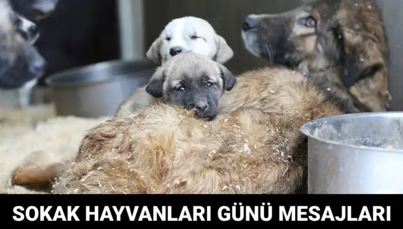 Dünya Sokak Hayvanları Günü: Hayvanseverlerden Tanıdık Mesajlar!