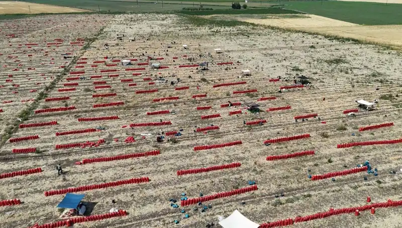 Tarlada 5 TL'ye Düşen Fiyatlar: 40 Derece Sıcakta Çile Çeken Çiftçiler