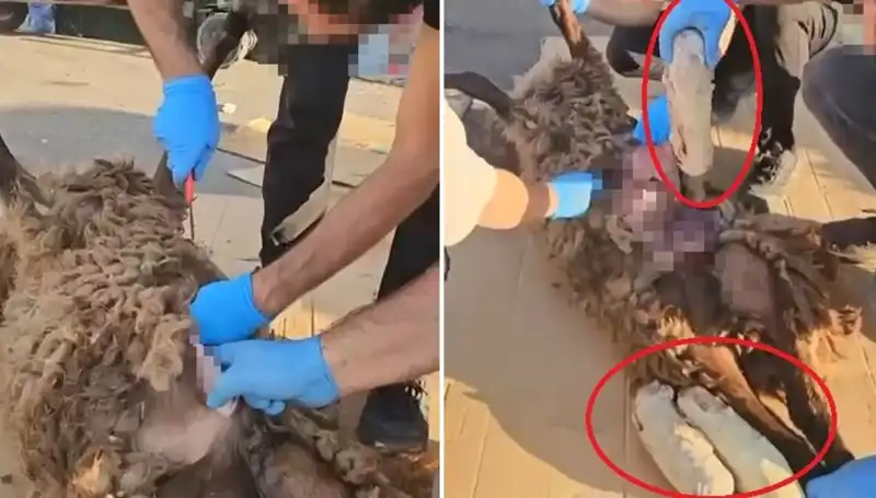 Zehir Tacirlerinin İfadesi Şoke Etti: Ölü Koyunun Karnından Çıkanlar