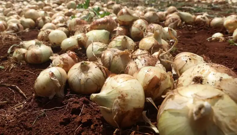 Hatay’da Soğan Hasadı Başladı: Çiftçilerin Yüzü Güldü, Kilo Fiyatları 15-20 TL